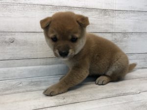 トイプードルalt=