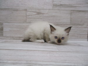 ③ノルウェージャンフォレストキャットalt=