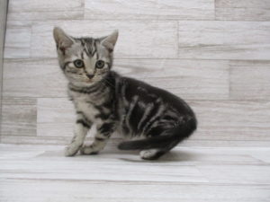 ㉓アメリカンショートヘアー　　￥158,000→￥78,000(税抜)　2/24まで