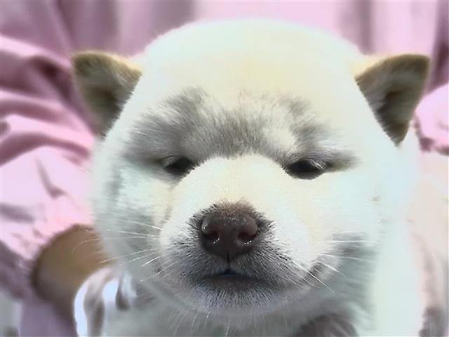 ⑫柴犬