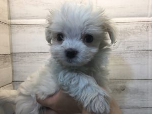 柴犬alt=