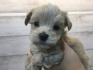 柴犬alt=