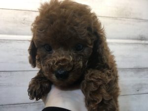 柴犬alt=