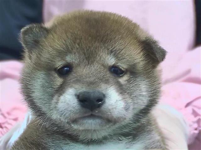 ⑫柴犬