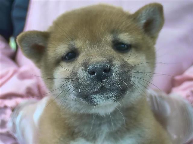 柴犬