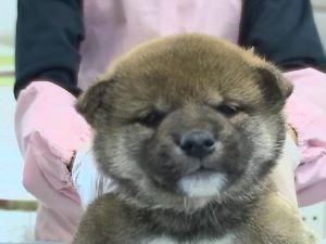 ②カニヘンダックスフンドalt=