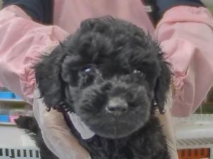 ②カニヘンダックスフンドalt=