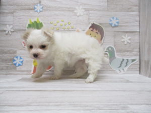 ポメラニアンalt=