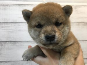 ⑤チワワ(ロング)alt=