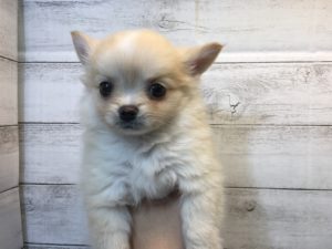 ポメラニアンalt=