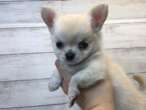 ⑤チワワ(ロング)alt=