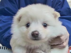 フレンチブルドッグalt=