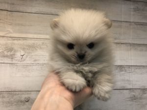 ポメラニアンalt=
