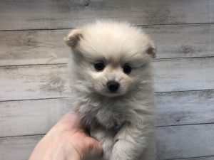 フレンチブルドッグalt=