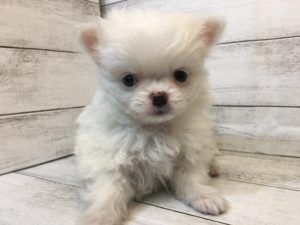 ⑧チワワ(スムース)alt=