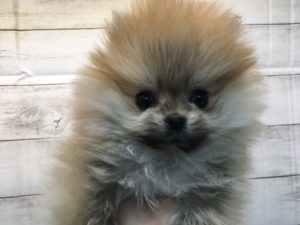 ポメラニアンalt=