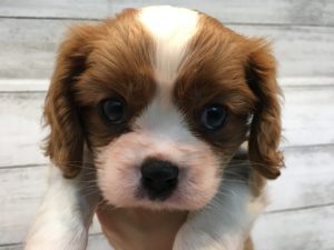 ③キャバリアキングチャールズスパニエルalt=