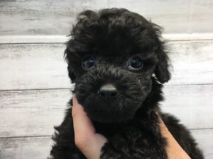 ⑪キャバリアキングチャールズスパニエルalt=