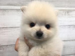 ④ポメラニアンalt=