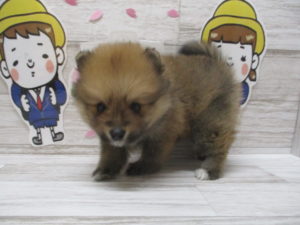 ⑪キャバリアキングチャールズスパニエルalt=