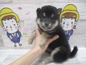 柴犬alt=
