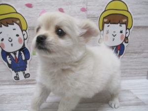 ⑪キャバリアキングチャールズスパニエルalt=