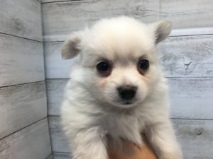 アメリカンショートヘアーalt=