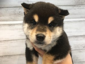 柴犬alt=