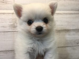 ⑯ミニチュアシュナウザーalt=