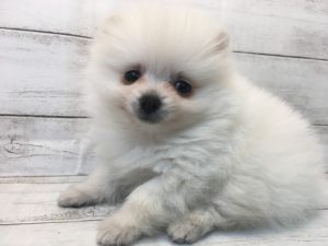 ⑮　ポメラニアンalt=