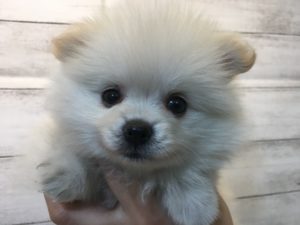 ④ポメラニアンalt=