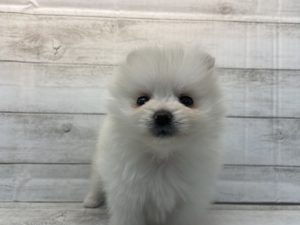 ⑮　ポメラニアンalt=