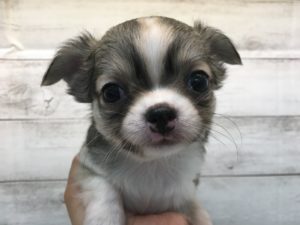 ⑯ミニチュアシュナウザーalt=