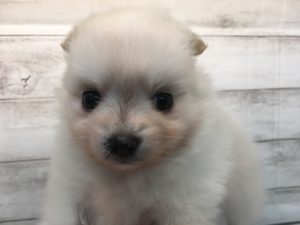⑯ミニチュアシュナウザーalt=