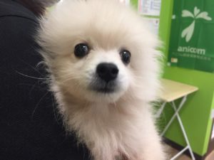 ⑮　ポメラニアンalt=
