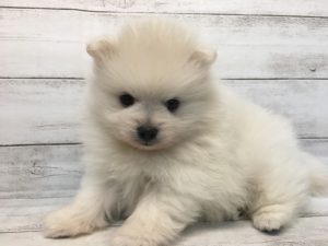 ⑬ポメラニアンalt=