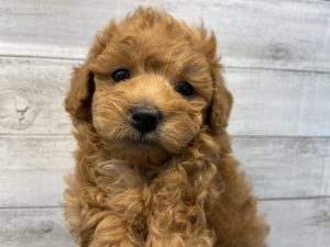 ⑯ミニチュアシュナウザーalt=
