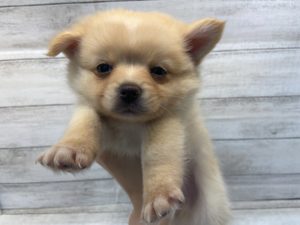 ⑯ミニチュアシュナウザーalt=