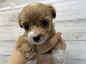 ⑯ミニチュアシュナウザーalt=