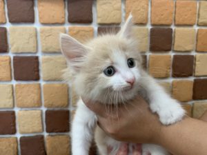 ⑩ノルウェージャンフォレストキャットalt=