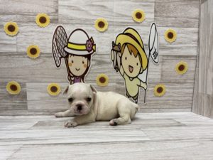 ⑬Mix(父フレンチブルドッグ×母パグ）alt=