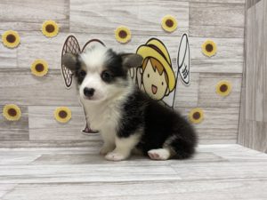ウェルシュコーギーペンブロークalt=