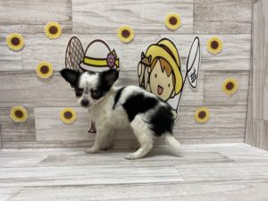 ④mix（マルチーズ×トイプードル）alt=