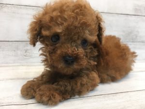 ⑬アメリカンショートヘアーalt=