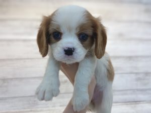 ③キャバリアキングチャールズスパニエルalt=