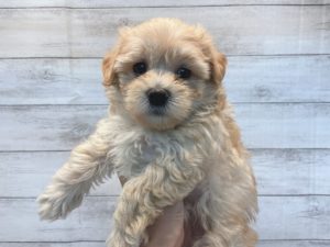 ⑤柴犬alt=