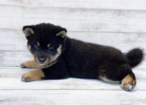 ⑦柴犬alt=