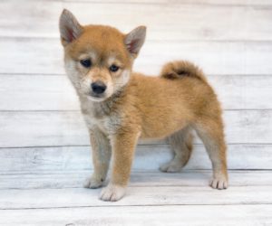 ⑦柴犬alt=