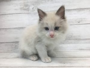 ⑥シャムalt=