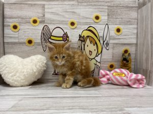 ㉑アメリカンショートヘアalt=